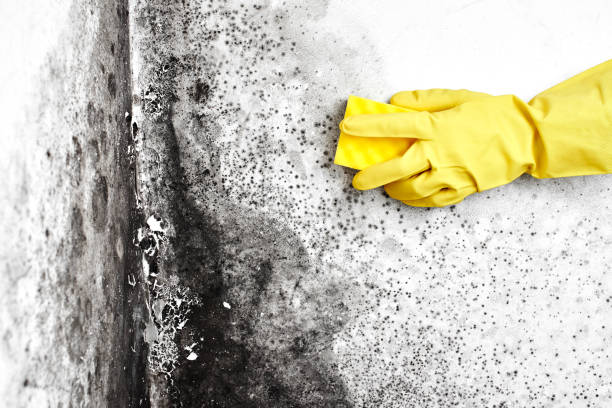 Best Basement Mold Removal  in Buford, GA