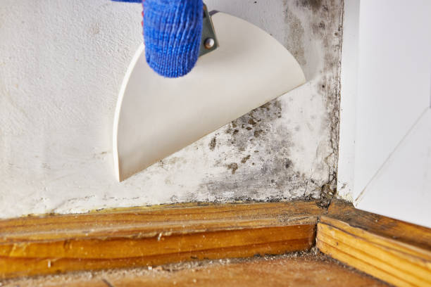 Best Mold Odor Removal Services  in Buford, GA